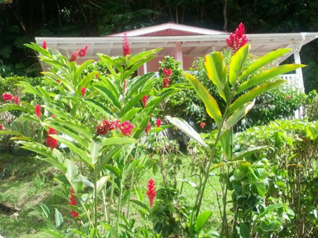 Chez Ophelia Cottage Apartments Roseau Rom bilde