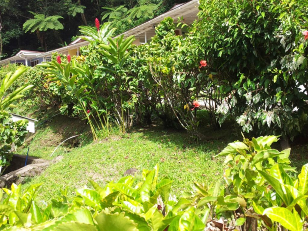 Chez Ophelia Cottage Apartments Roseau Rom bilde